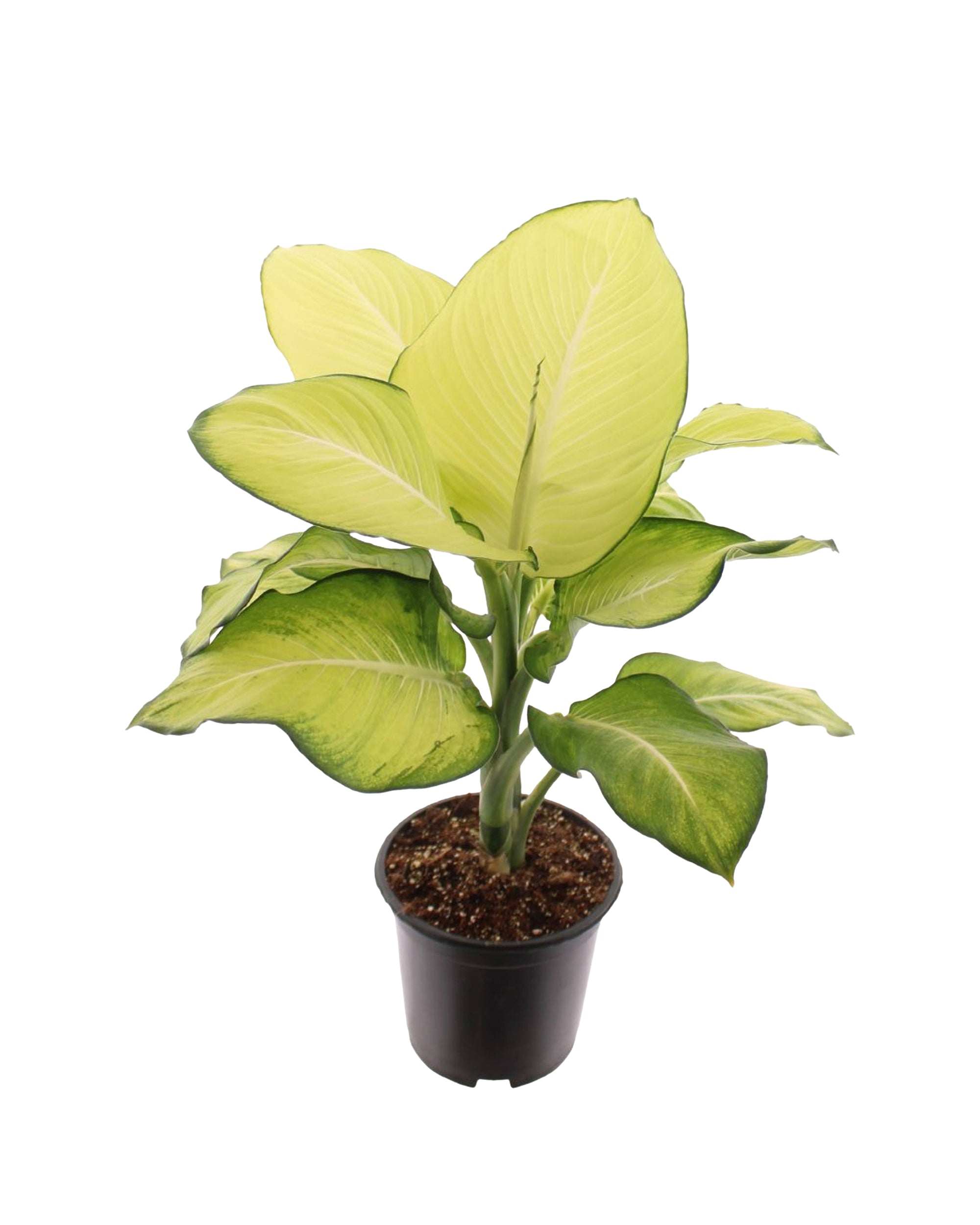 Dieffenbachia Seguine 'Tropic Marianne'