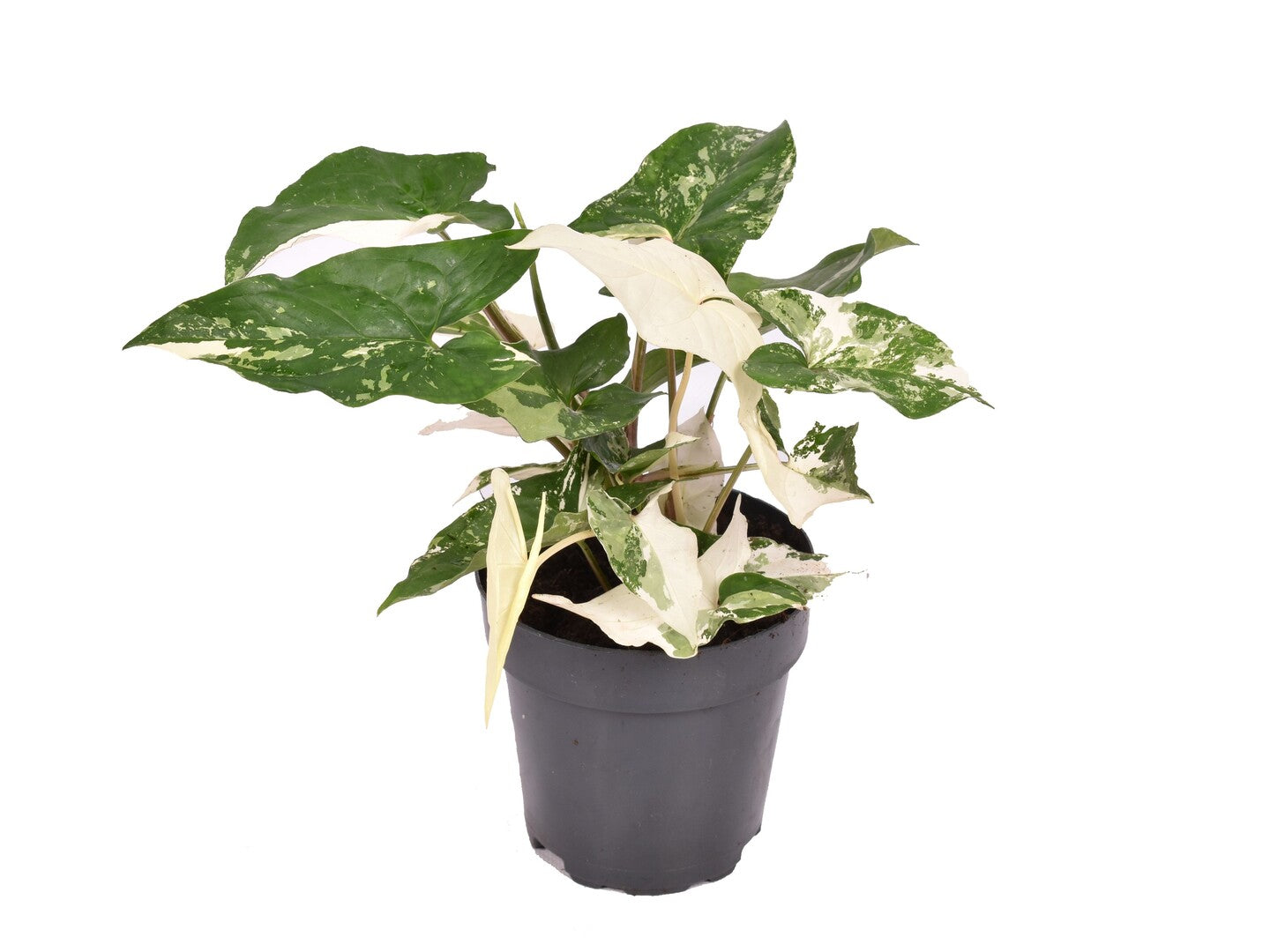 Healthy syngonium albo variegata in a 12cm nursery pot showing variegated leaves on dark green leaves