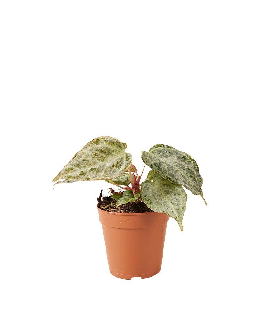 Anthurium 'Silver blush Mint' by Plant Circle -  Plant Circle.