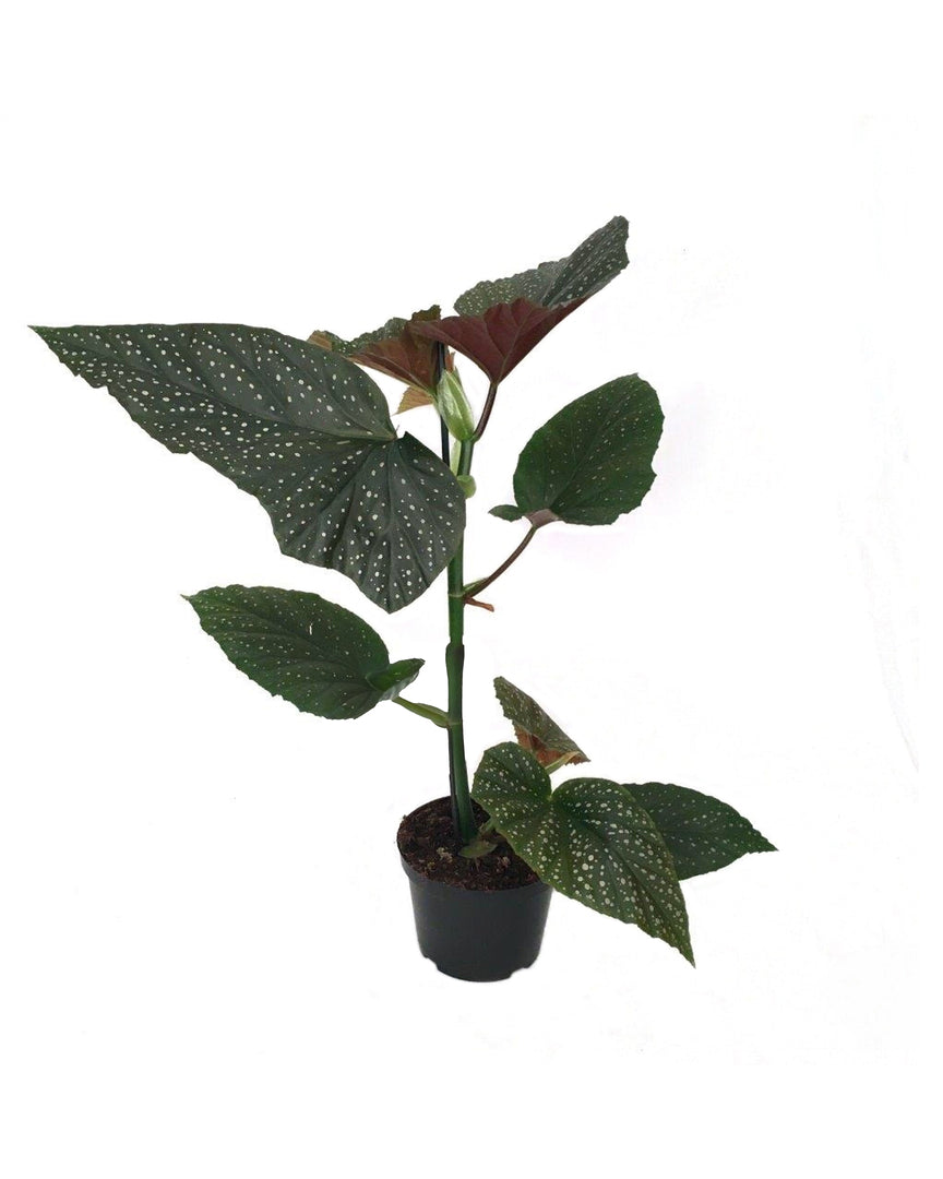 Begonia corallina 'Wings' (Begonia corallina 'Lucerna') -  Plant Circle.