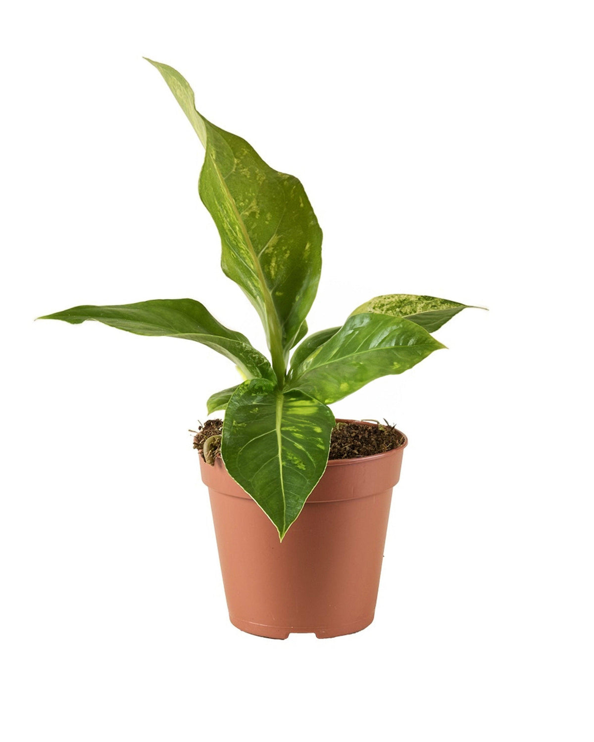 Anthurium Hookeri Variegata M by Plant Circle -  Plant Circle.