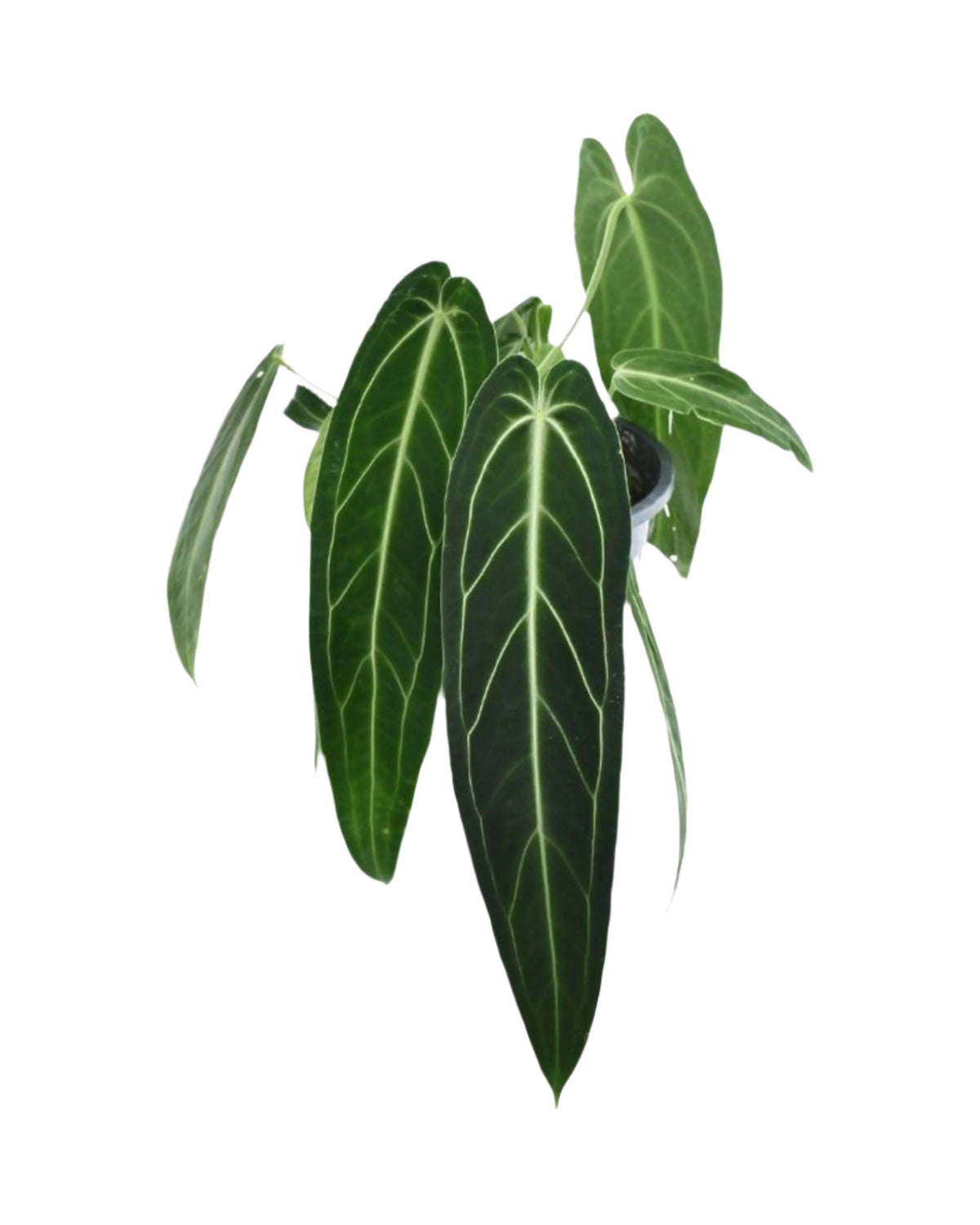 Anthurium Warocqueanum (Queen Anthurium) 