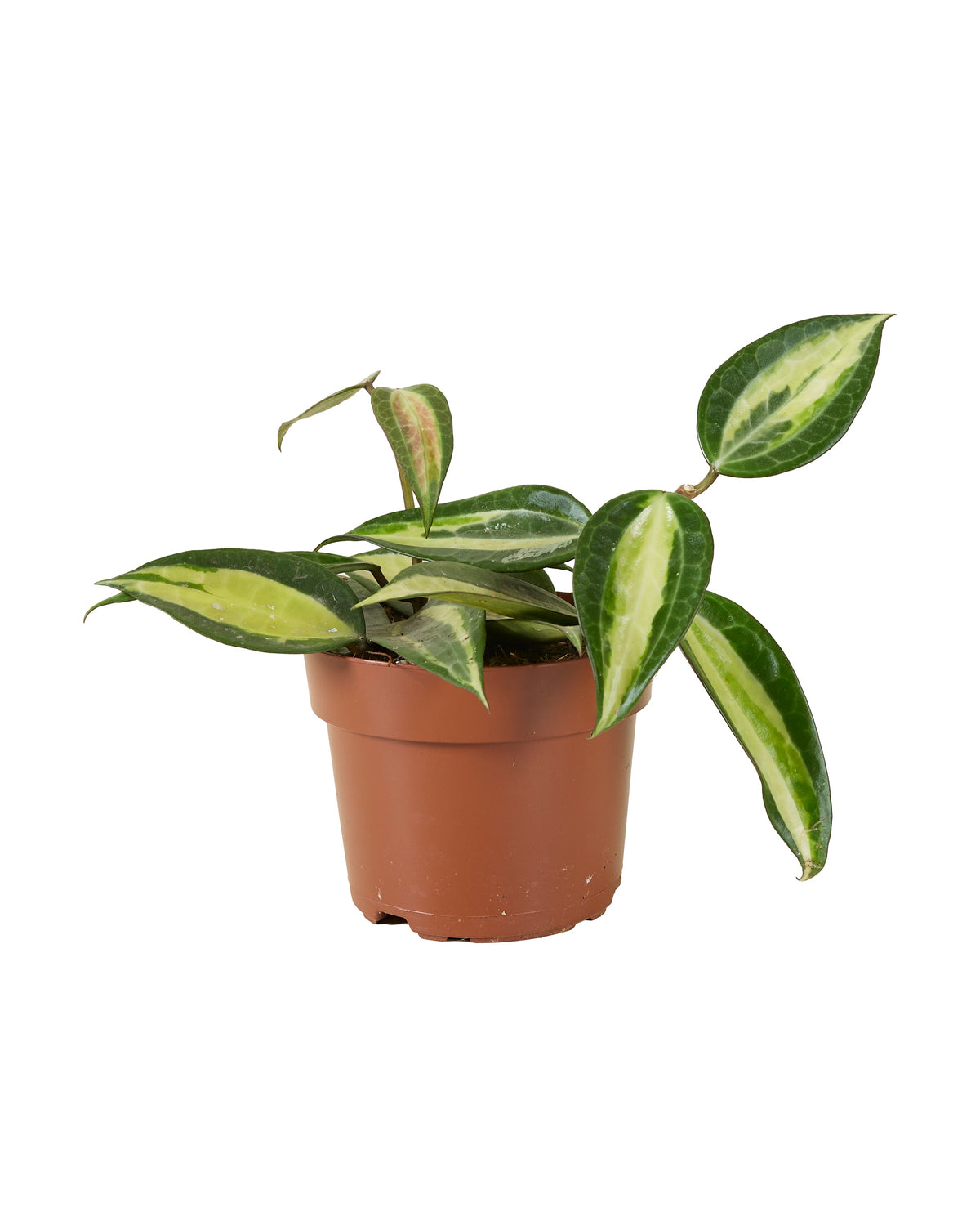 Hoya Latifolia 'Pot of Gold' -  Plant Circle.