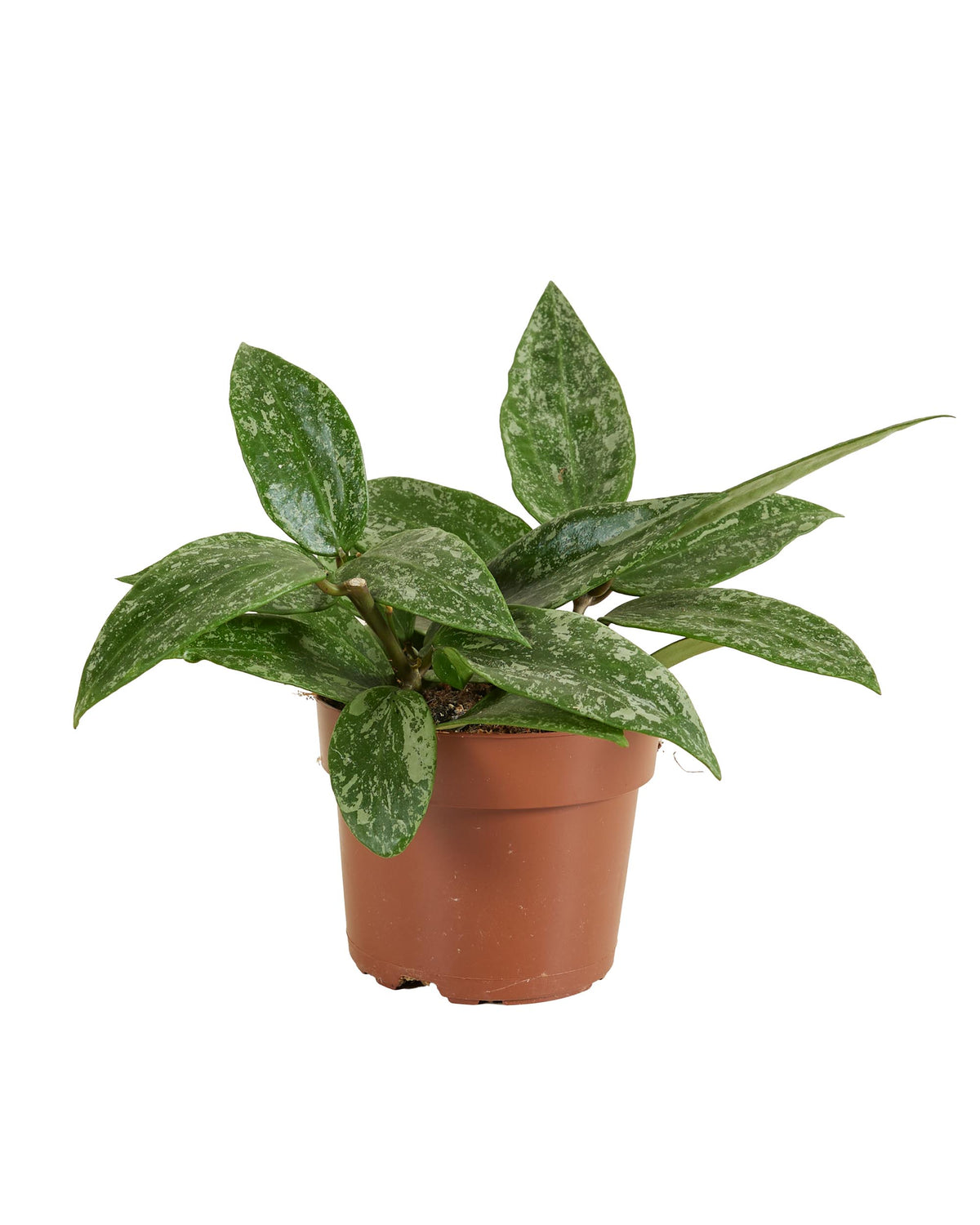 Hoya sp. Rangsan 'Star of Borneo' -  Plant Circle.