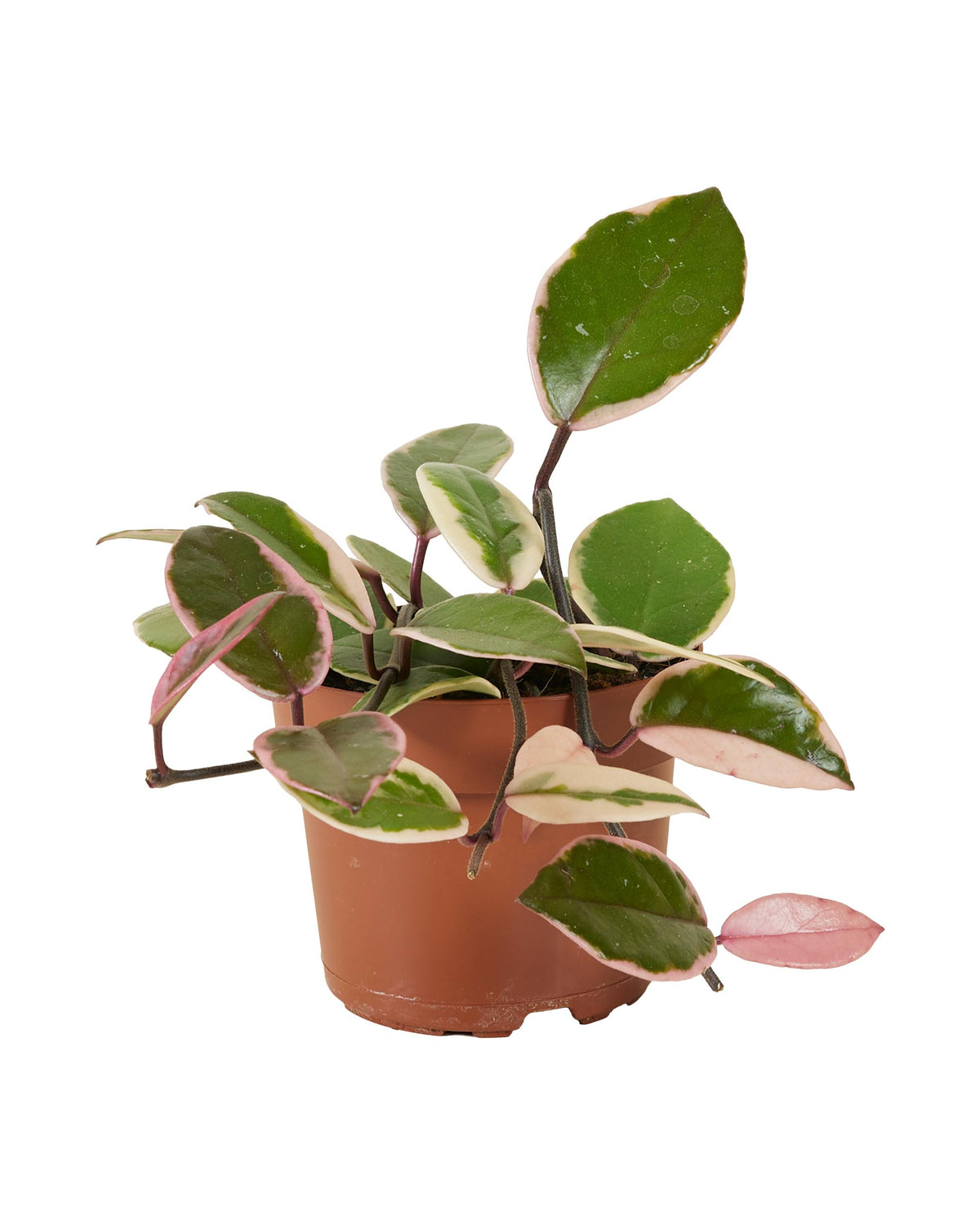 Hoya carnosa 'Flamingo Dream' -  Plant Circle.