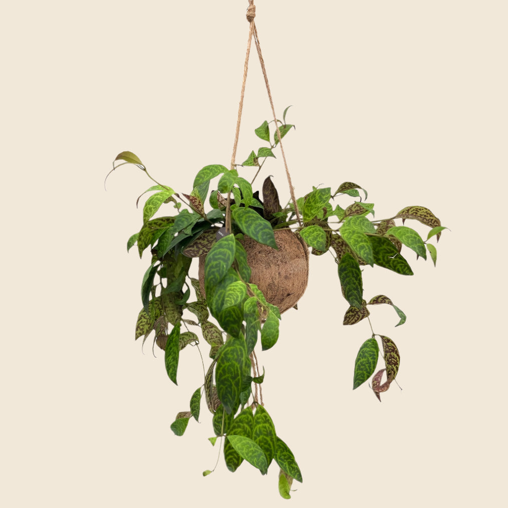 eschynanthus marmoratus in Kokodama