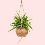 Chlorophytum comosum 'Ocean' in Kokodama