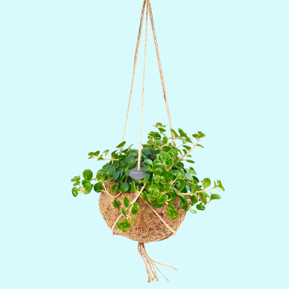 Sedum Tornado in Kokodama