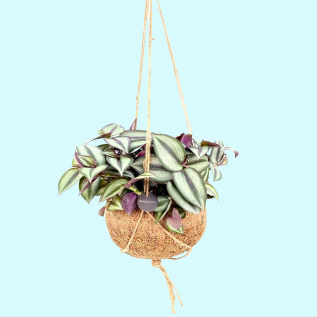 Tradescantia Zebrina in Kokodama