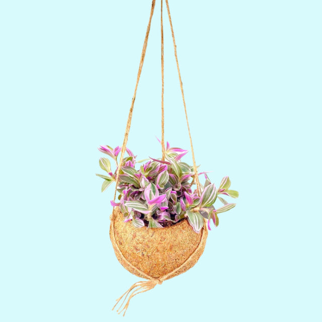 Tradescantia ' Sweetness' (fluminensis x Andreana)