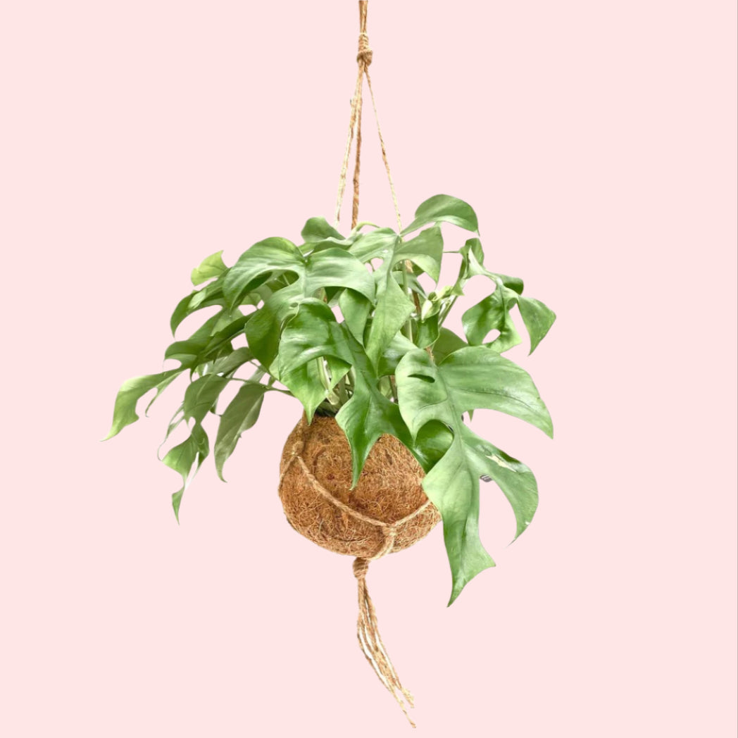 Rhaphidophora tetrasperma in Kokodama