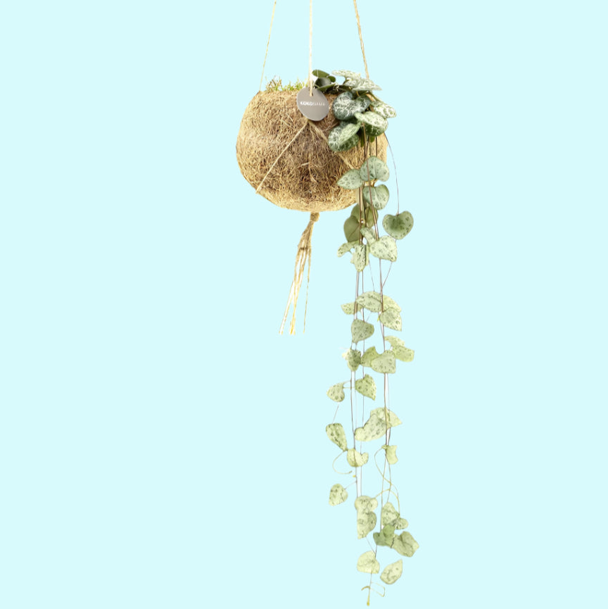 Ceropegia Woodii (String of Hearts) in Kokodama