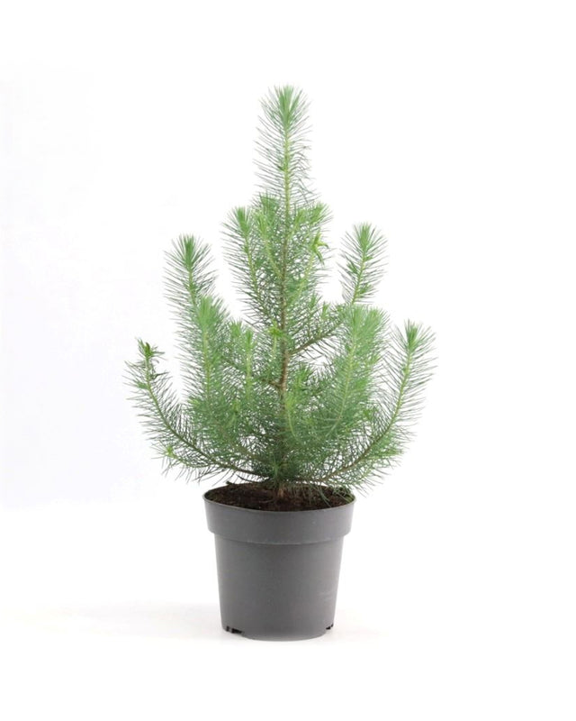 Pinus Pinea Silver Crest P17 H50 – Large, Approx. 50.0cm height – 17.0cm Pot -  Geen.