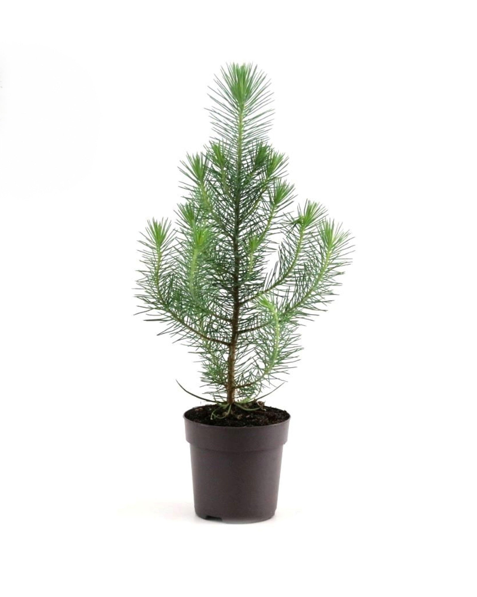 Pinus Pinea Silver Crest by Plant Circle – Small, Approx. 45.0cm height by Plant Circle – 10.0cm Pot -  Plant Circle.