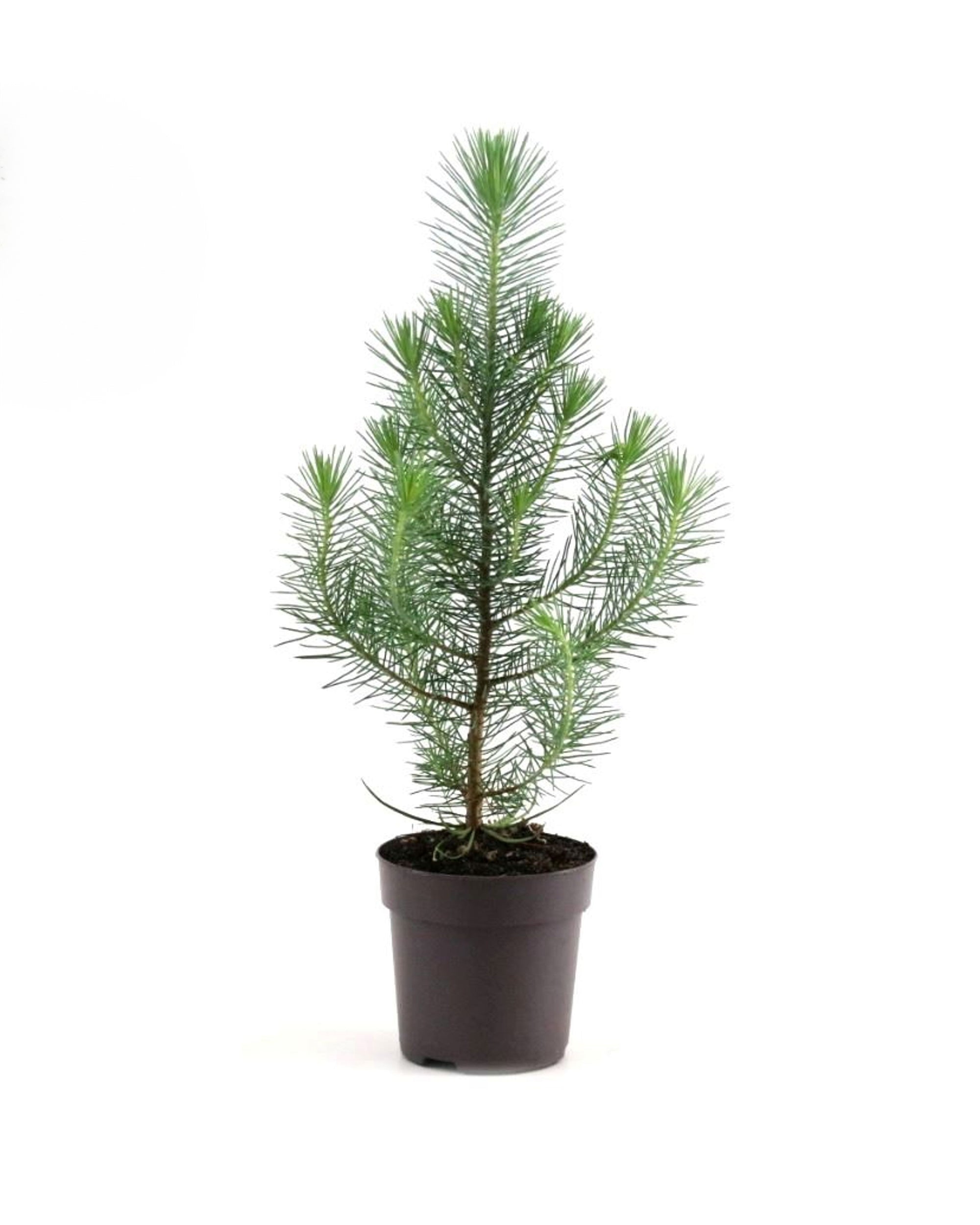 Pinus Pinea Silver Crest