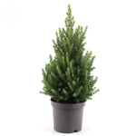 Picea Glauca December P26 H90 -  Geen.