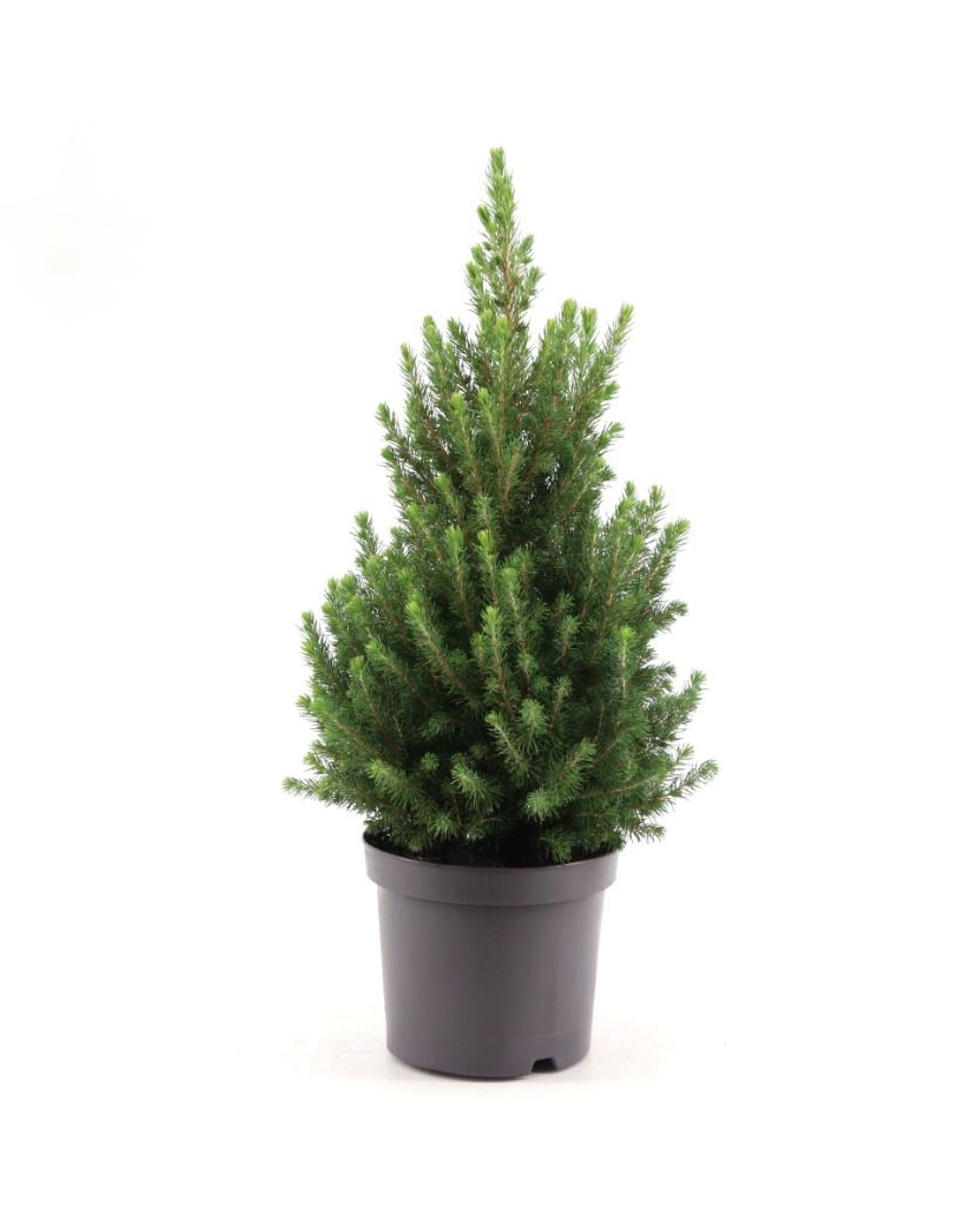 Picea Glauca December P26 H90 -  Geen.