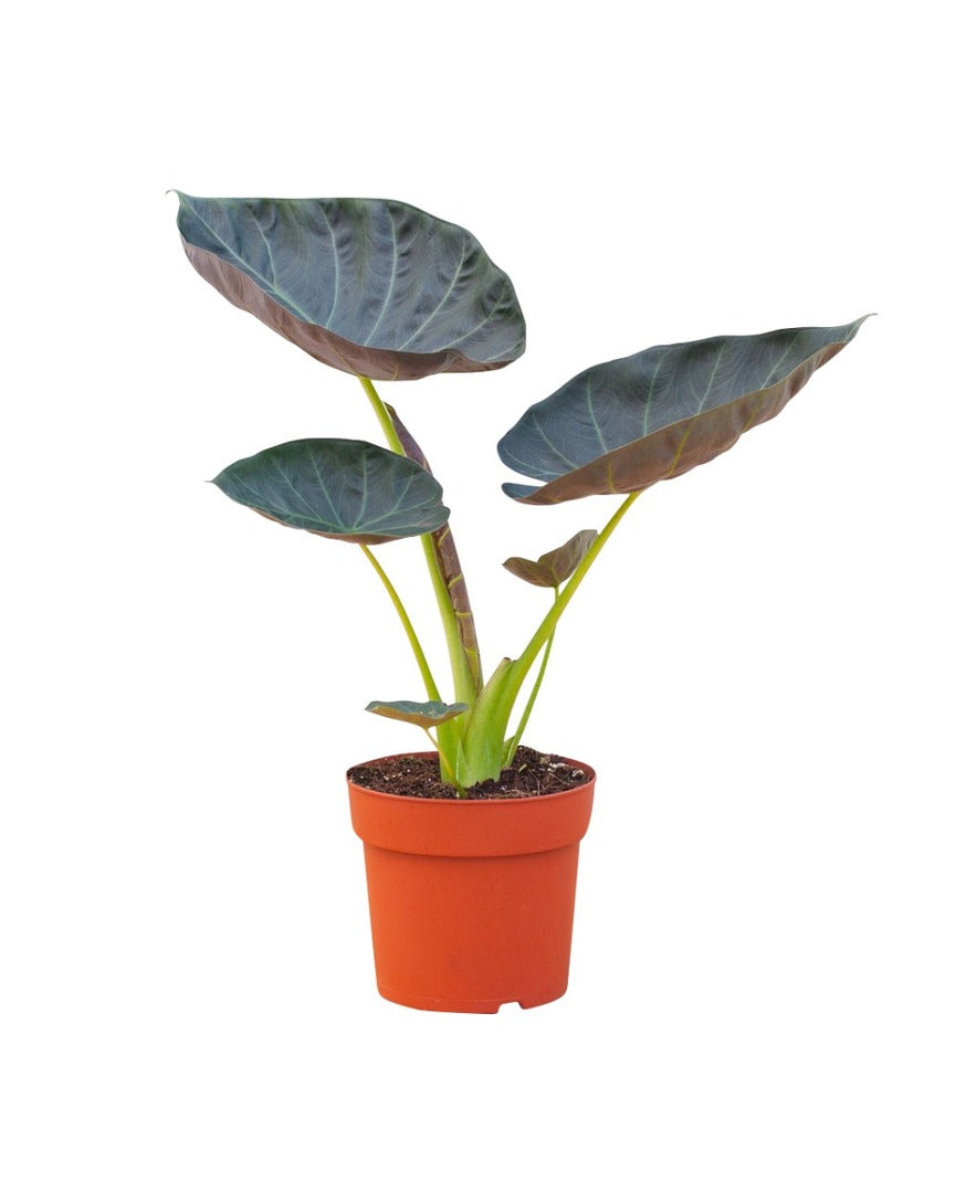 Alocasia 'Regal Shields' Large