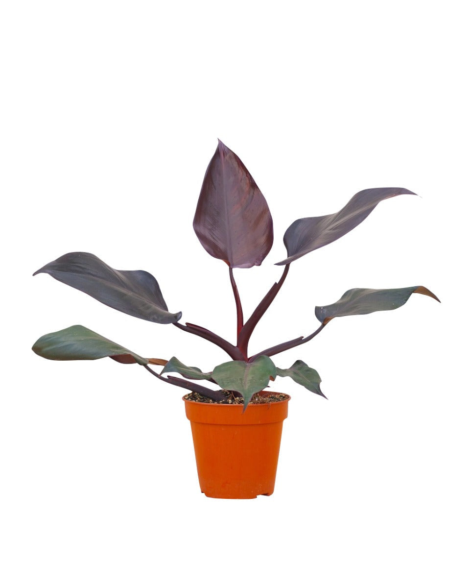 philodendron burgundy queen Philodendron 'Burgundy Princess' M