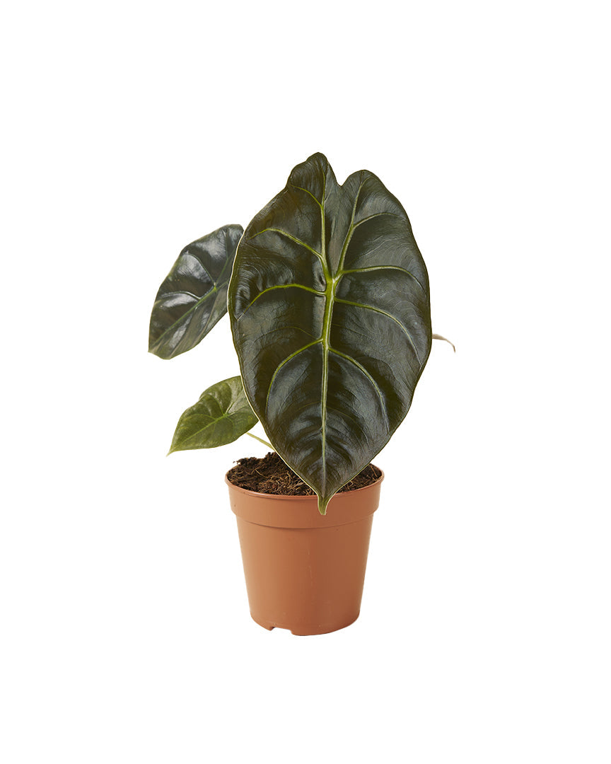 Alocasia 'Golden Bone' M -  Plant Circle.