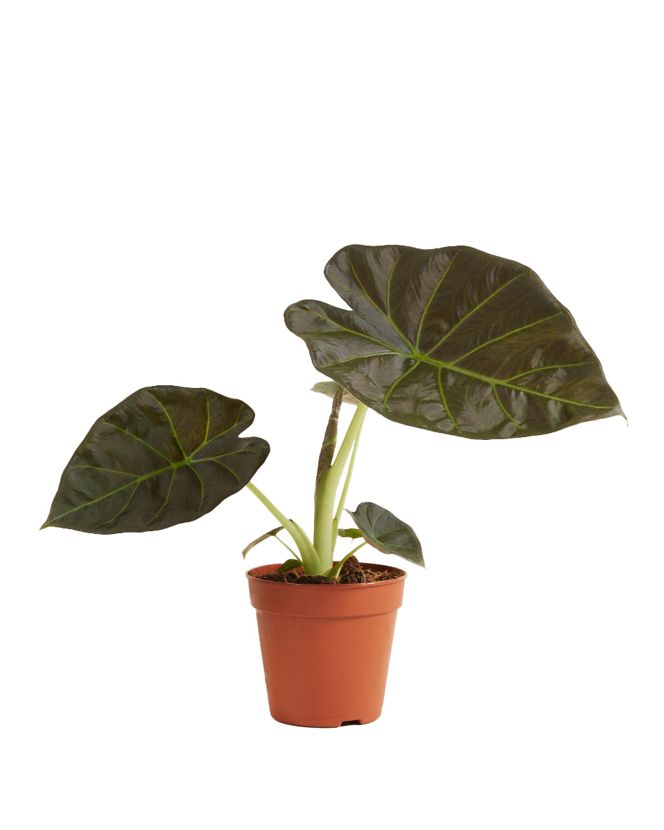Alocasia 'Regal Shields' – Medium, Approx. 30.0cm height – 12.0cm Pot