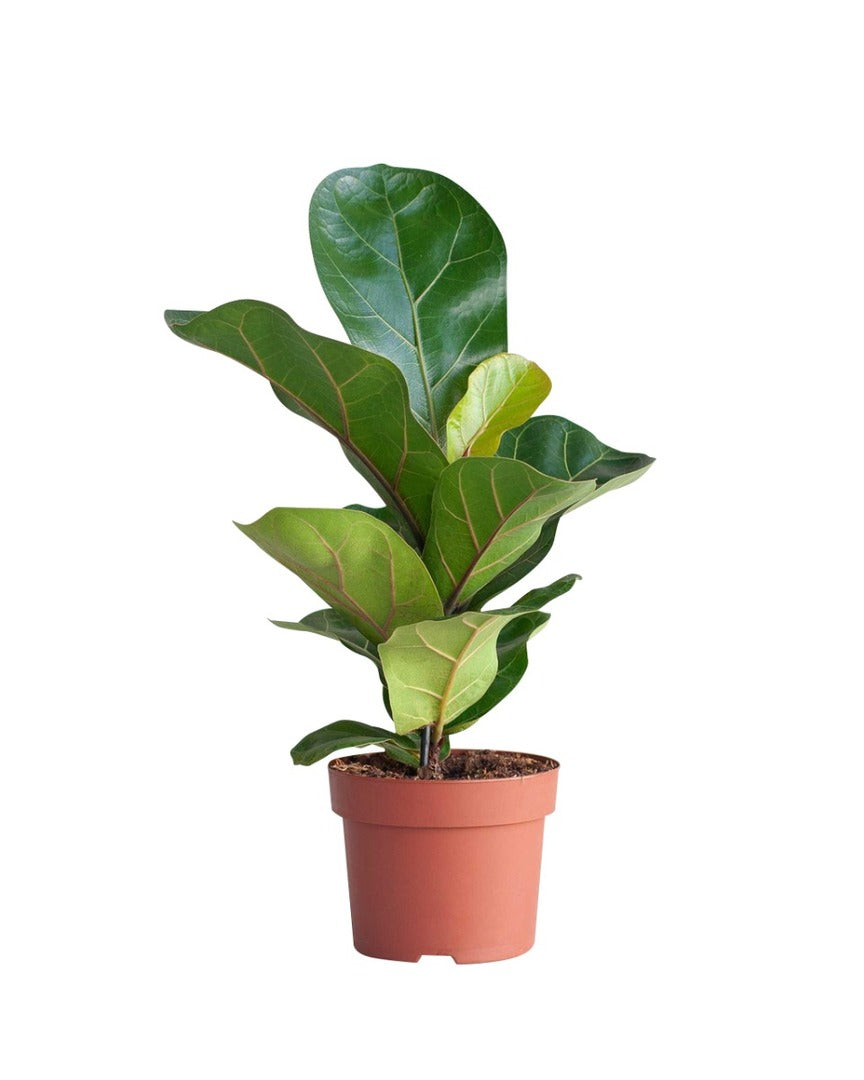 Potted fiddle leaf fig plant on a white background