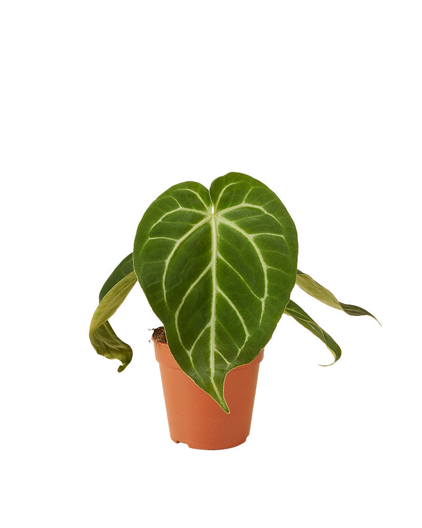 anthurium metaphysics Anthurium Magnificum