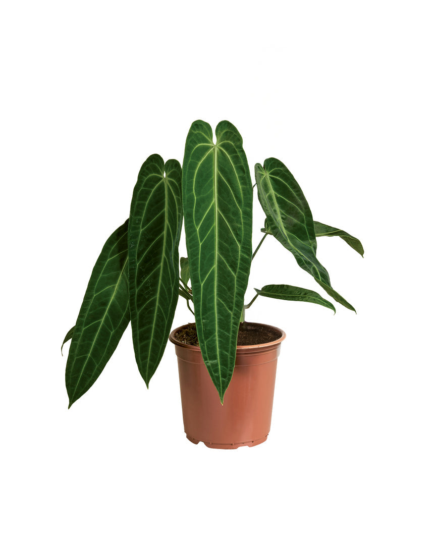 Anthurium Warocqueanum (Queen Anthurium) 