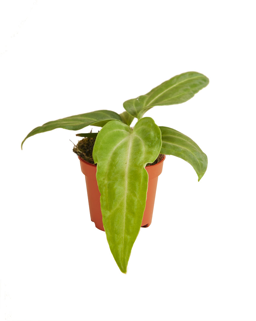 Anthurium Villenaorum Baby