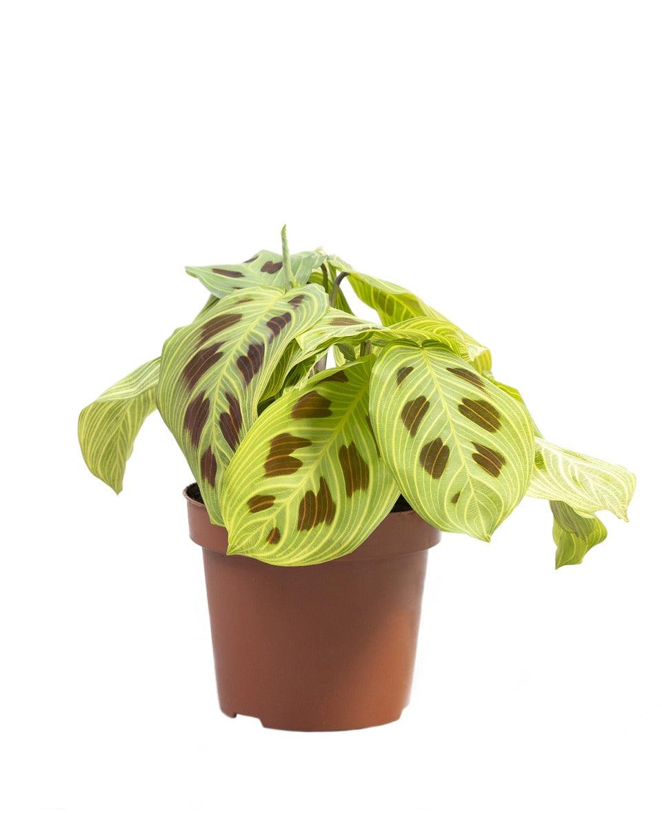 Healthy Maranta leuconeura 'Light Veins' aka 'Fantasy' M. A perfect maranta leuconeura 'light veins' aka 'fantasy' m for your indoor houseplant collection.
