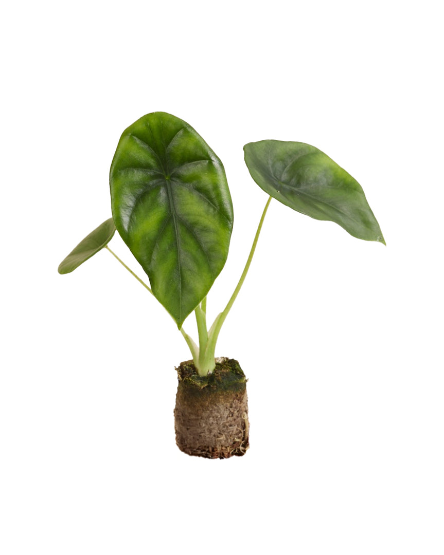 Alocasia clypeolata 'Green shield' XS Baby plug plant 