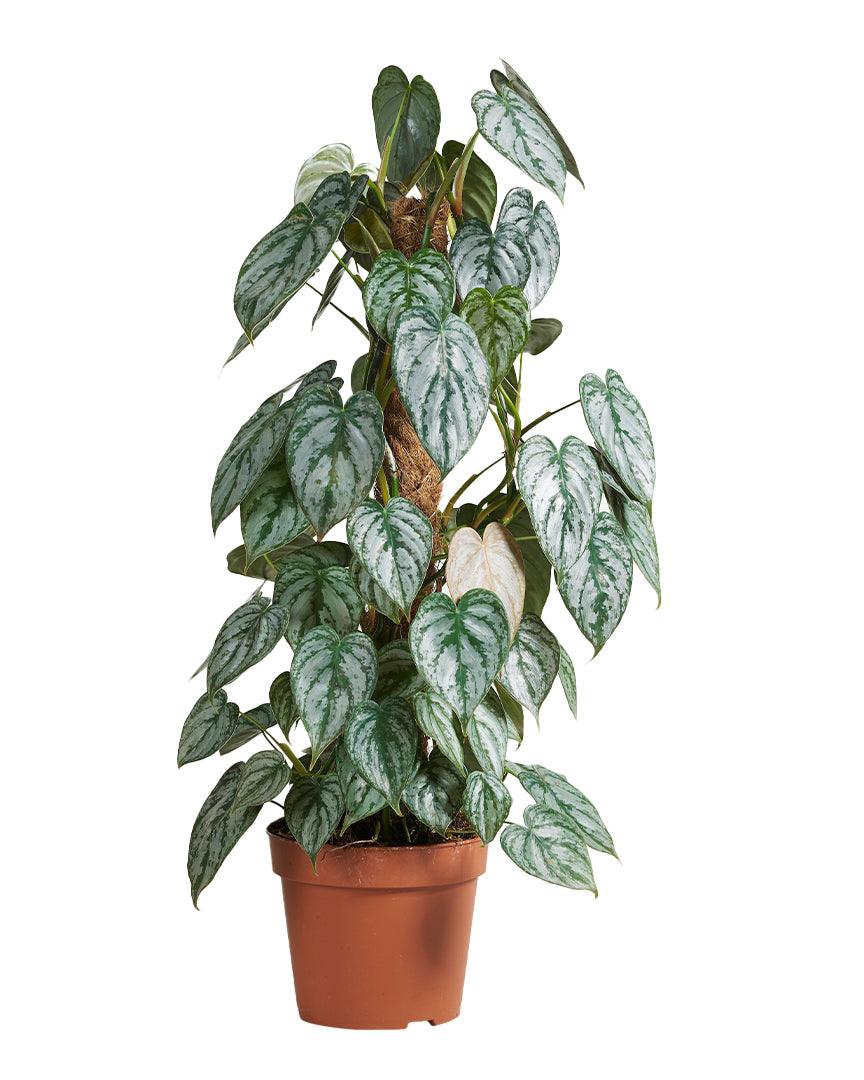 Philodendron Brandtianum L – Large, Approx. 60.0cm height – 17.0cm Pot 2