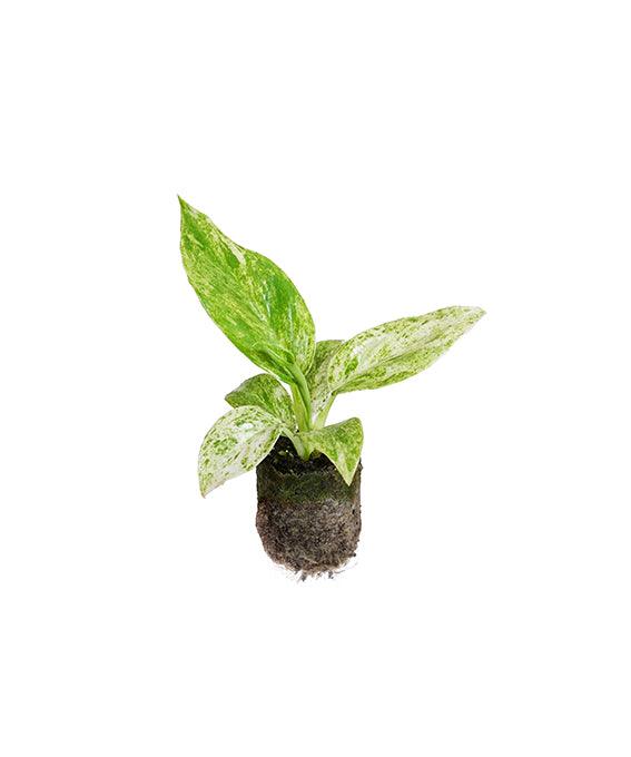 Philodendron Giganteum Blizzard Plug