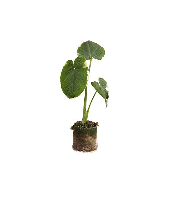 Xanthosoma albomarginata 'Mickey Mouse' Plug – Plug, Approx. 15.0cm height – 3.0cm Pot Default Title 1