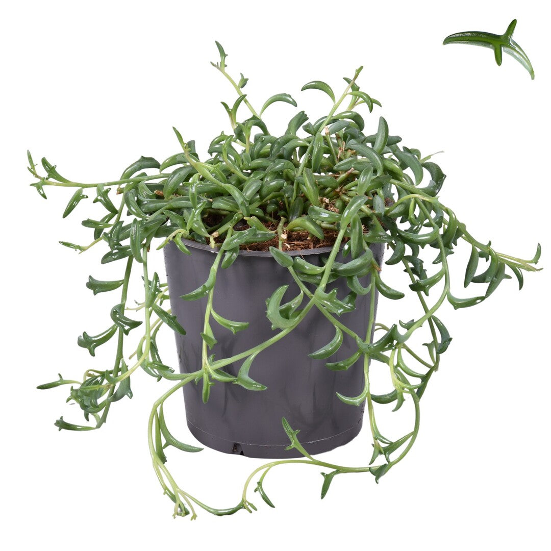 Senecio Peregrinus (String of Dolphins) Medium -  Plant Circle.