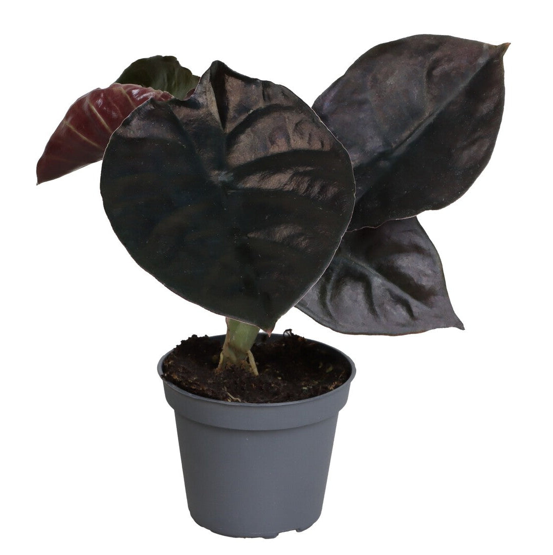 black magic indoor plant Alocasia Infernalis 'Black Magic' Baby | Rare Jewel Alocasia