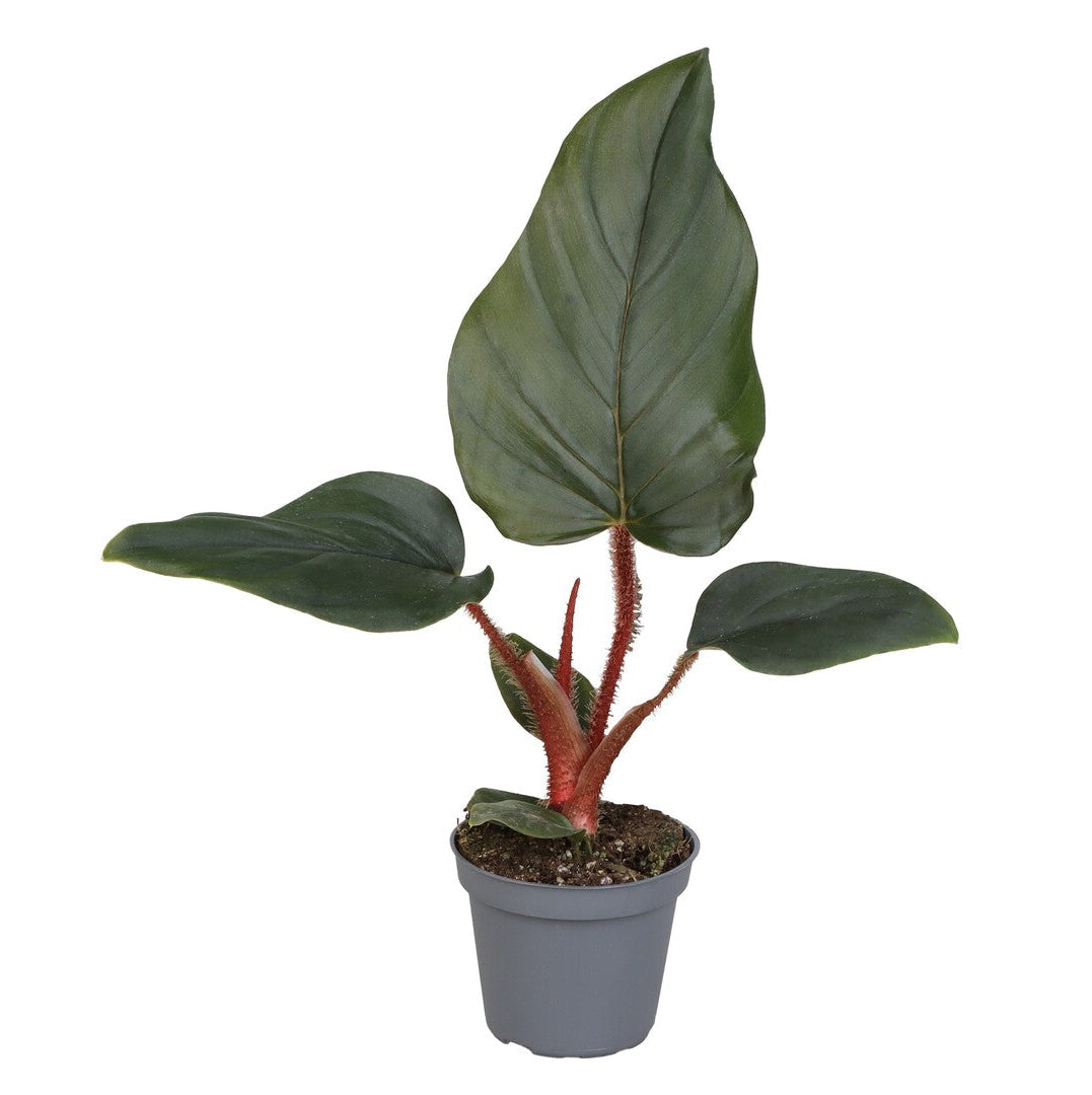 philodendron squamiferum x pedatum Philodendron Squamiferum x Serpens Baby