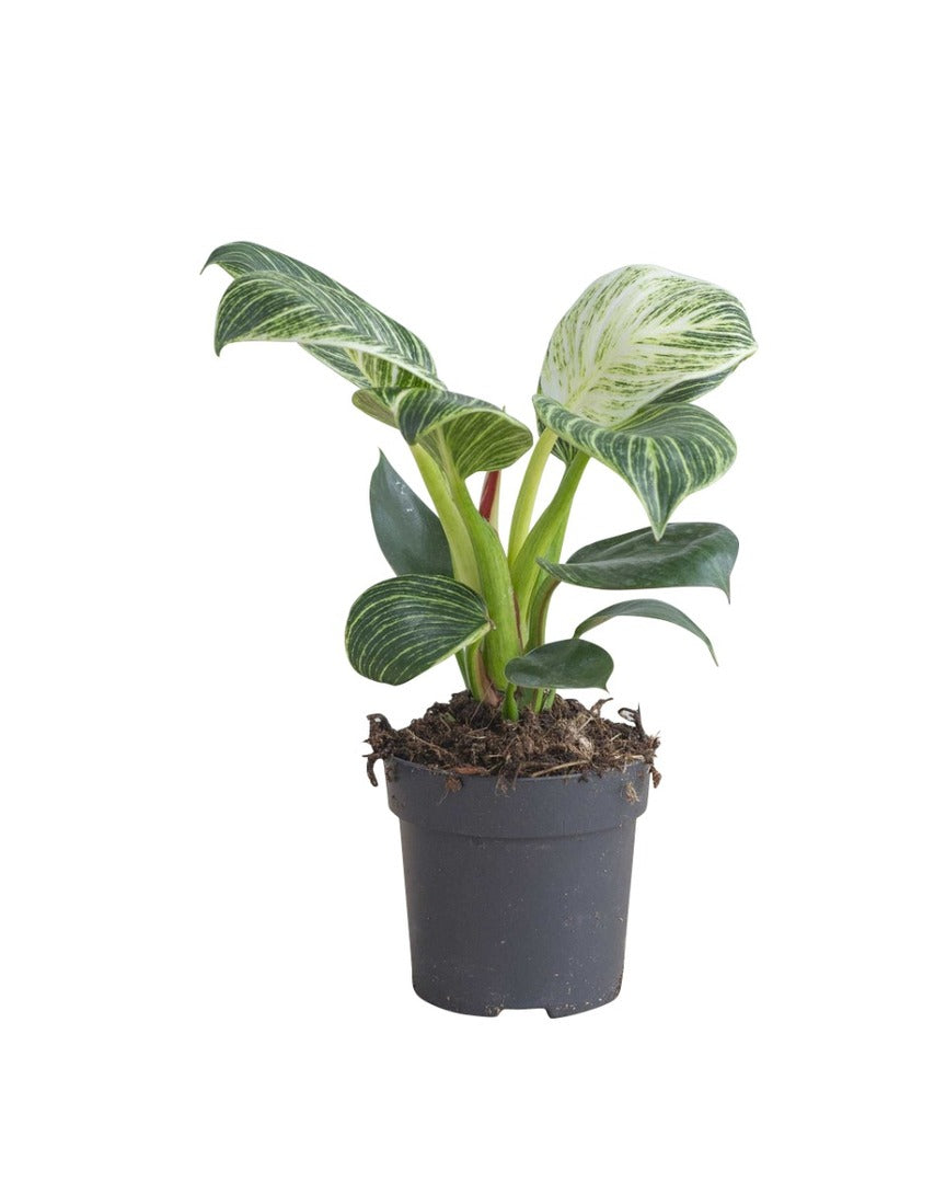 rare white veined birkin philodendron Philodendron White Wave - Birkin Plant