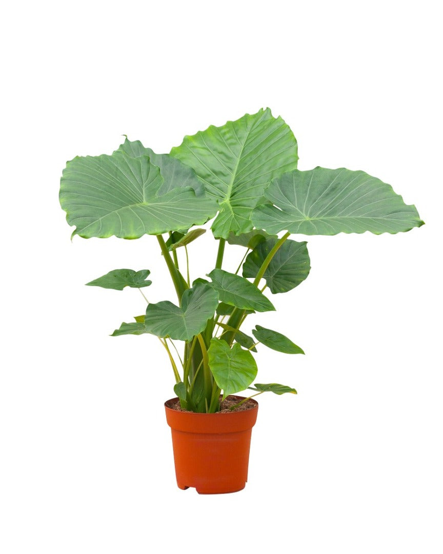 Alocasia odora 'California' XL