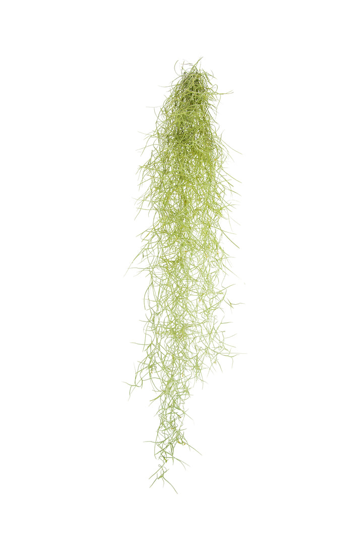 Tillandsia Usneoidus (Spanish Moss) Air plant -  Plant Circle.