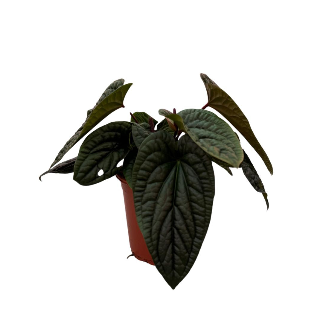 Anthurium Radicans x Luxurians XL -  Approx. 40.0cm height – 21.0cm Pot