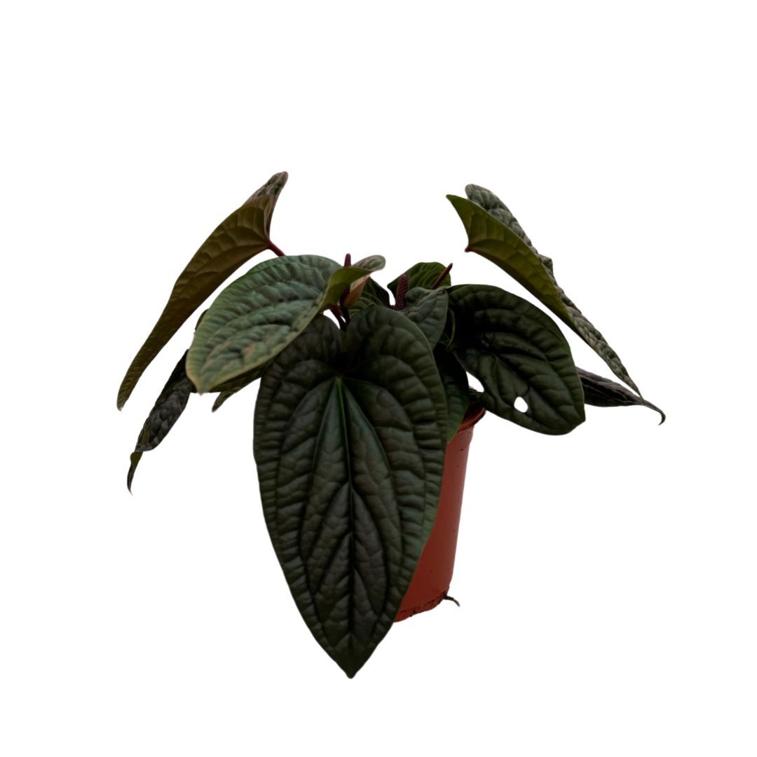 Anthurium Luxurians x Radicans Medium -  Geen.