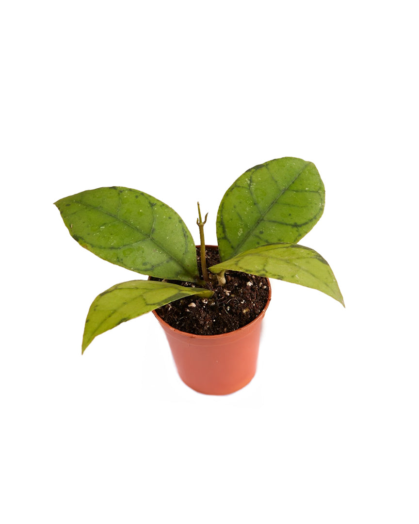Hoya callistophylla – Baby by Plant Circle (6cm Pot, 15cm Height) -  Plant Circle.