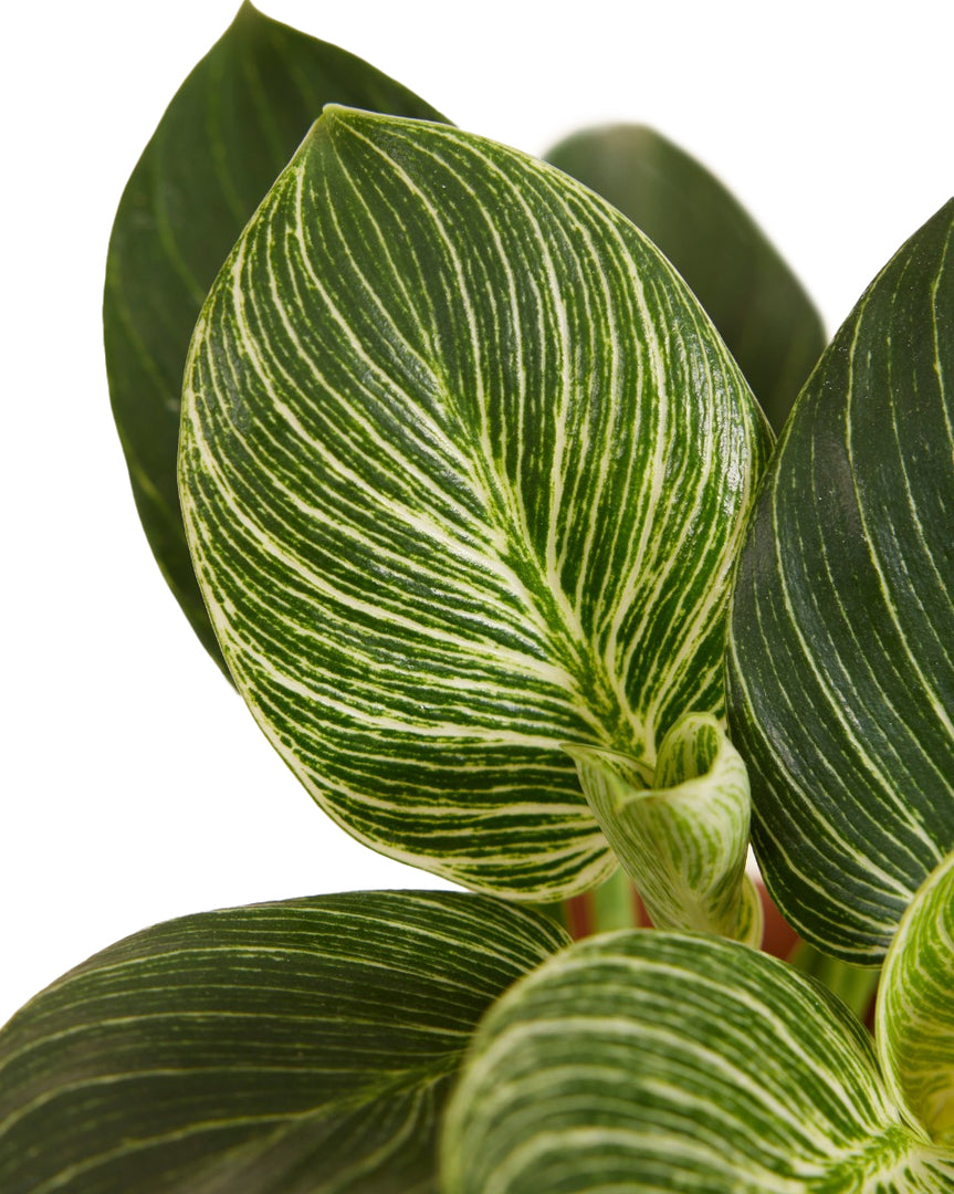 philodendron white wave vs birkin Philodendron White Wave - Birkin Plant