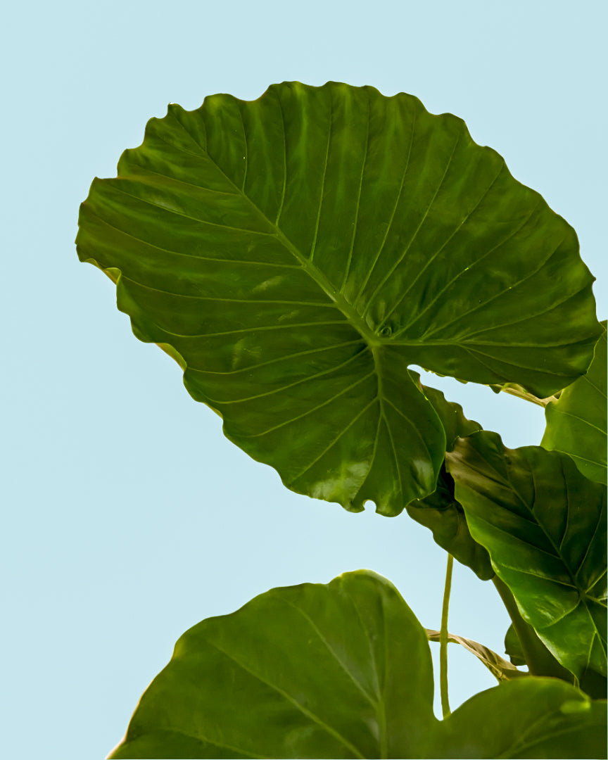 Alocasia odora 'California'