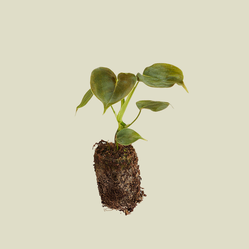 Philodendron cf lupinum (Philodendron vanninii Croat ined.) Plug