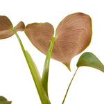 Philodendron cf lupinum (Philodendron vanninii Croat ined.) Plug