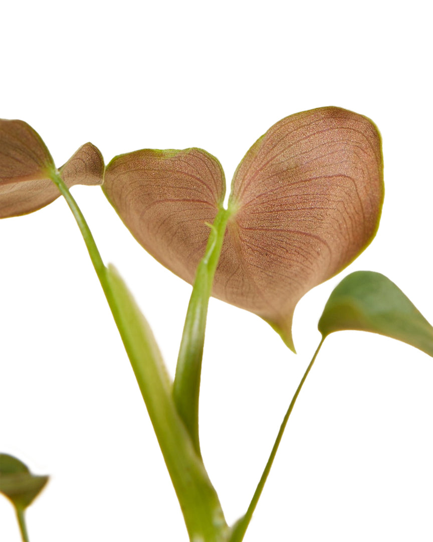 Philodendron cf lupinum (Philodendron vanninii Croat ined.) Plug