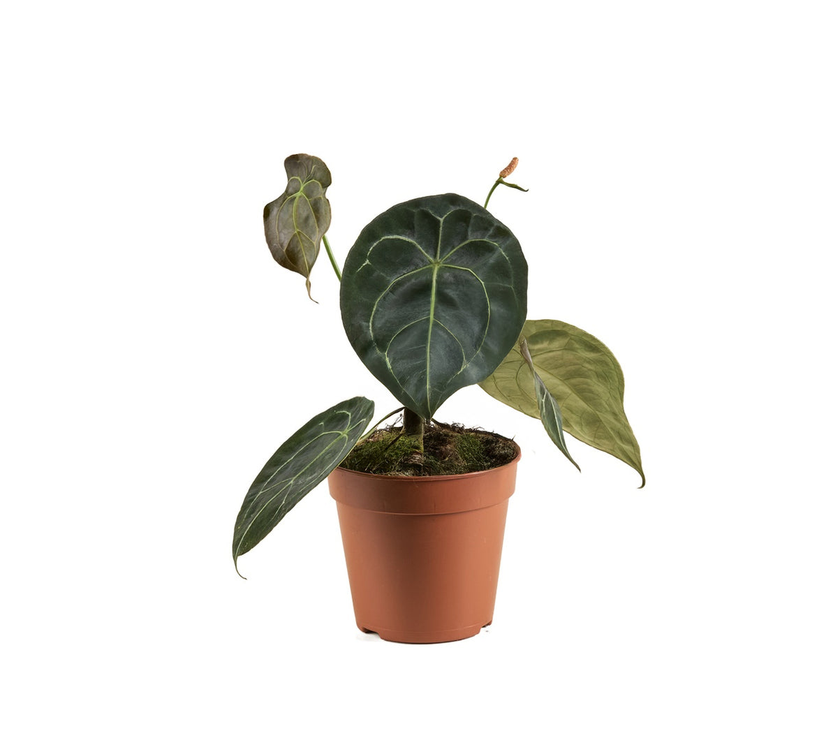 Anthurium Forgetti Medium | Plant Circle