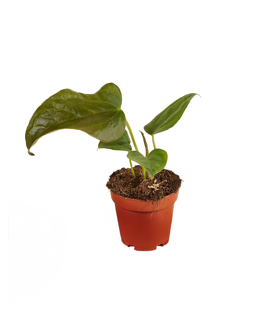Baby Anthurium ‘Queen of Hearts’ in red nursery pot with emerging dark green foliage.
